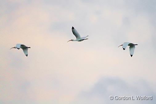 White Ibises In Flight_28980.jpg - White Ibises (Eudocimus albus) photographed along the Gulf coast near Port Lavaca, Texas, USA.A